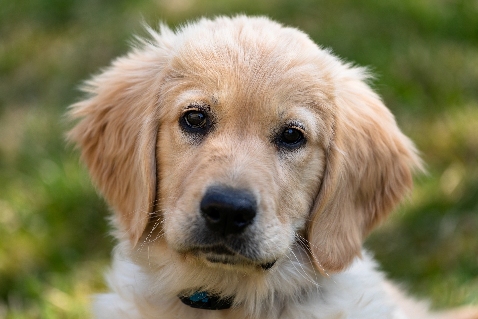 Golden Retriever Bevægelse