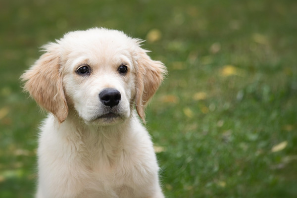 Opdrag din Golden Retriever på bedste vis